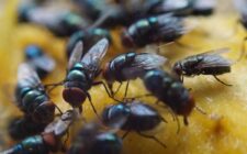 Fruit Flies in Seattle Kitchens