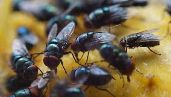 Fruit Flies in Seattle Kitchens
