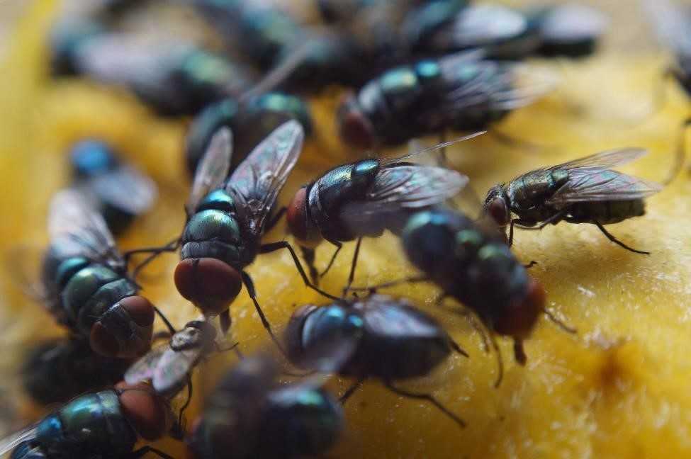Fruit Flies in Seattle Kitchens