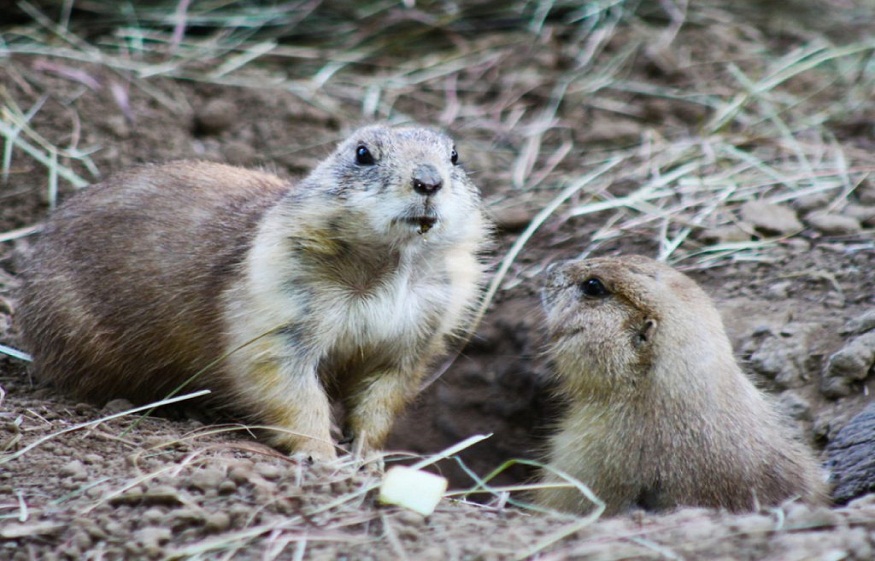 pest control in Metuchen