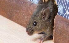 rodent control in Phoenix