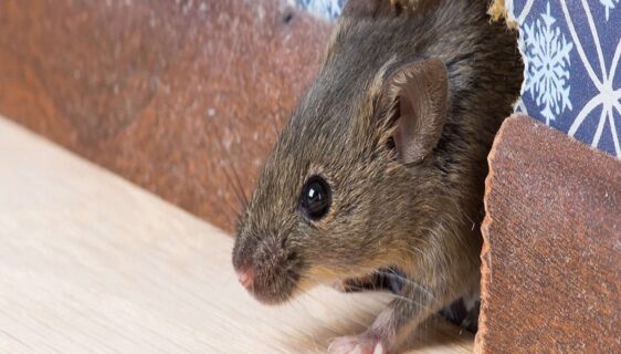 rodent control in Phoenix