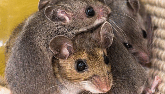 Romney Pest Control