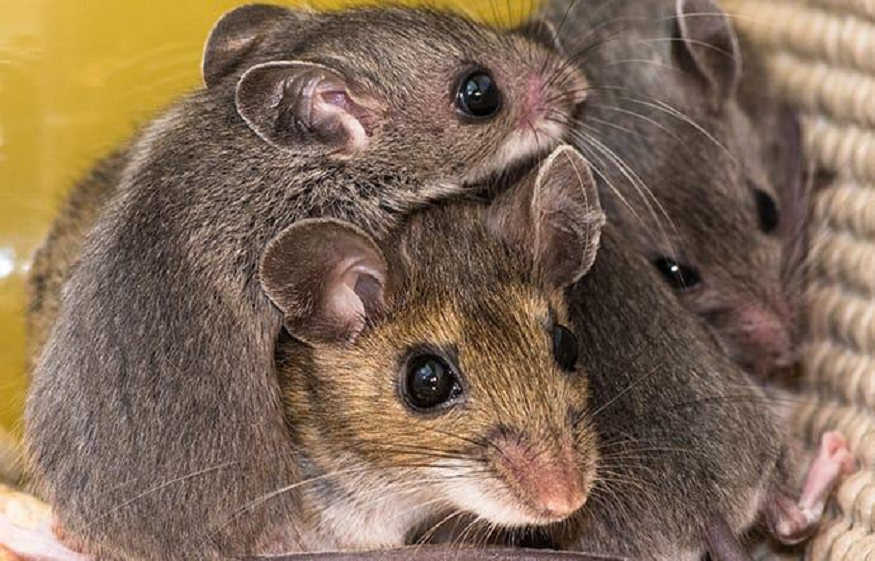 Romney Pest Control