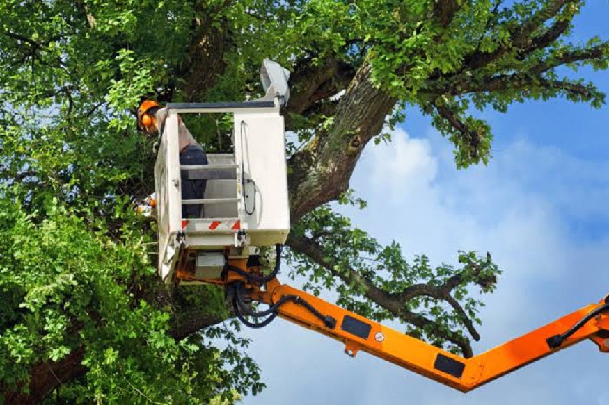 Denver tree services